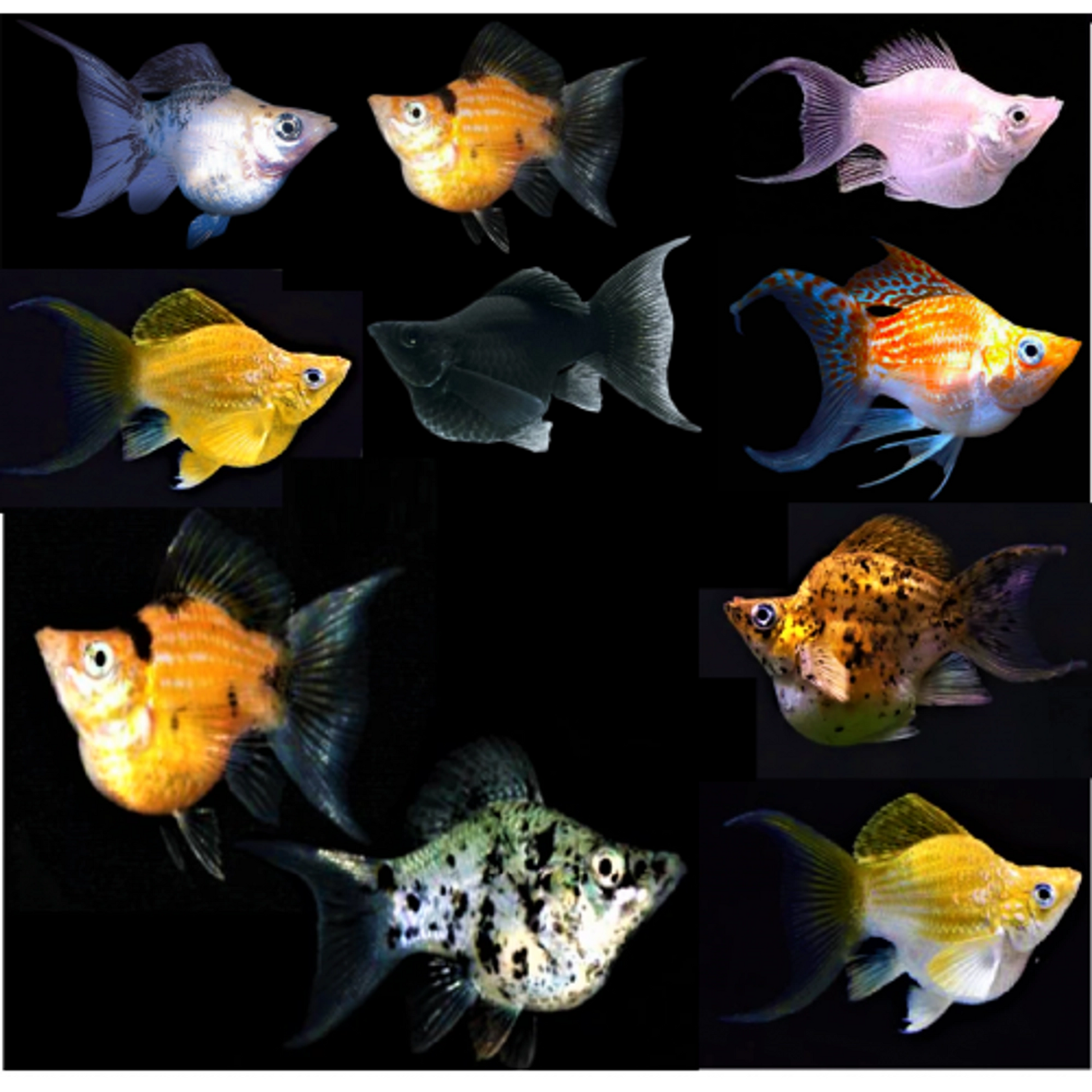 MOLLY BALLOON ASSORTED_0