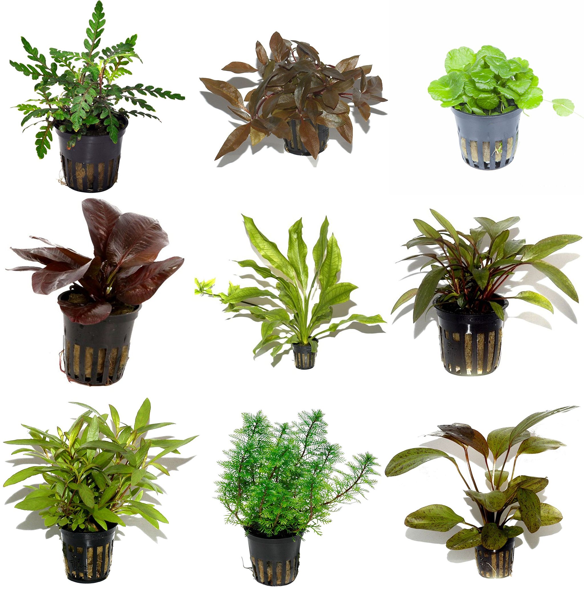 PLANTS ASSORTED POTTED_0