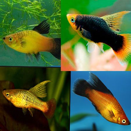 PLATY ASSORTED HI-FIN_0