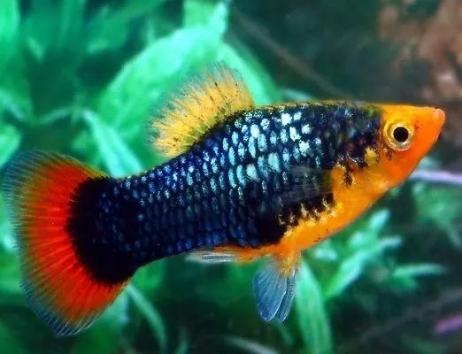 PLATY RED / BLACK PARROT_0