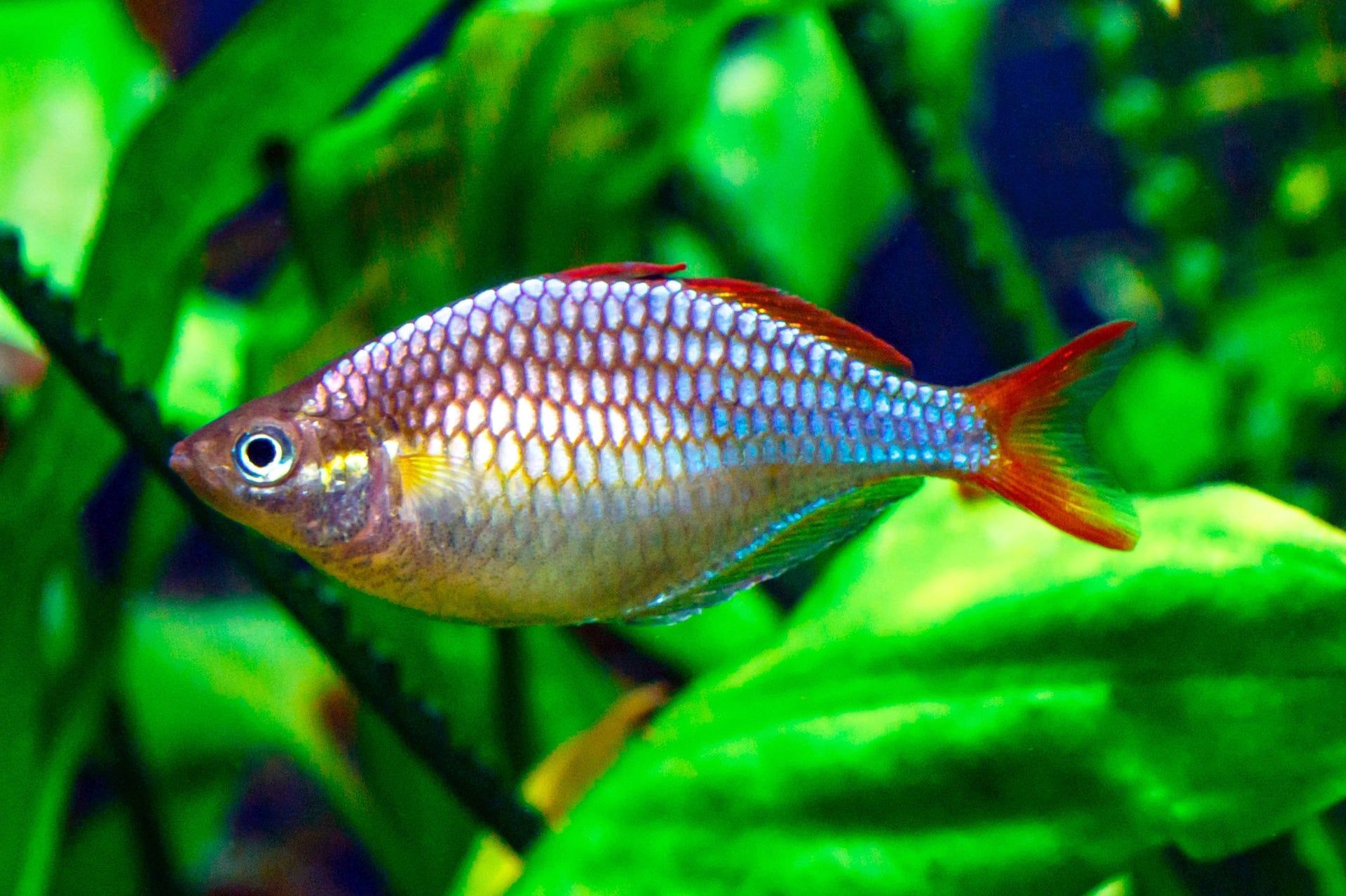 RAINBOWFISH DWARF NEON_0