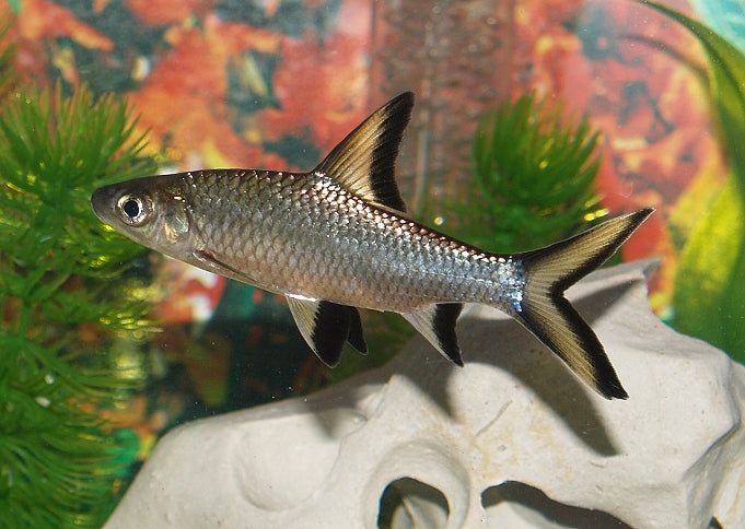 SHARK SILVER / BALA_0