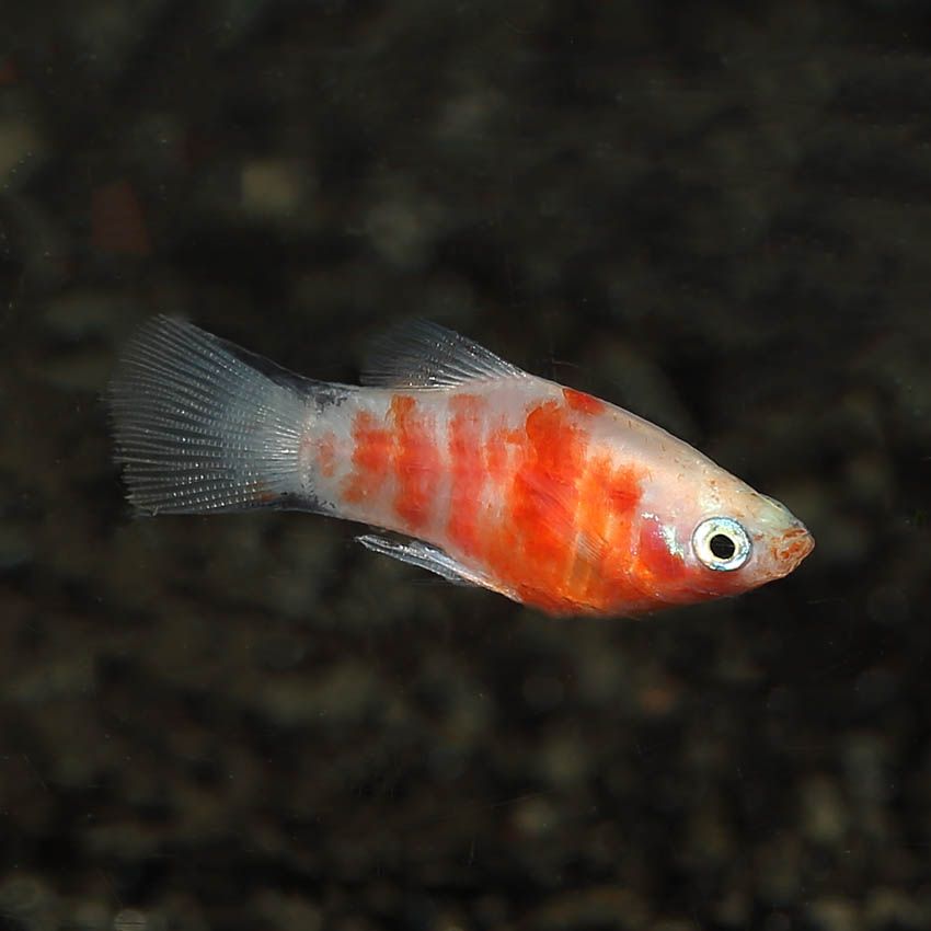 PLATY RED TIGER_0