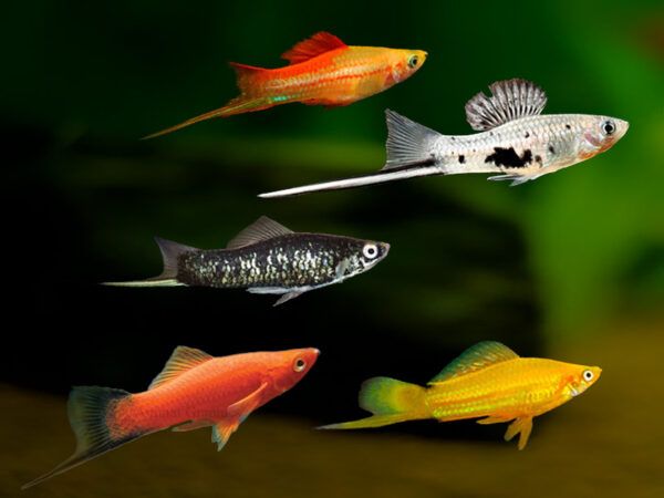 SWORDTAIL ASSORTED JUMBO_0
