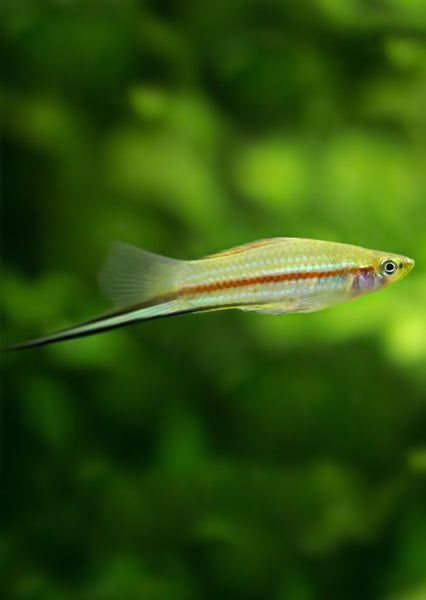 SWORDTAIL GREEN_0
