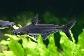 PANGASIUS BLACK_0