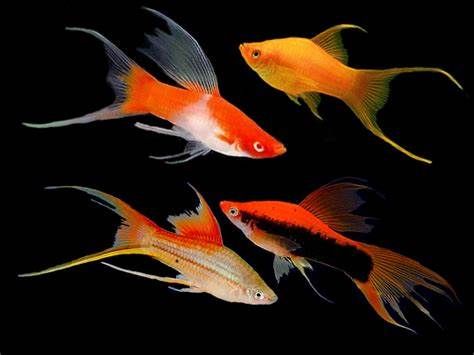 SWORDTAIL ASSORTED LYRETAIL_0