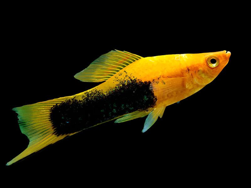 SWORDTAIL YELLOW TUXEDO_0