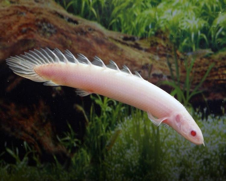 POLYPTERUS SENEGALIS ALBINO_0