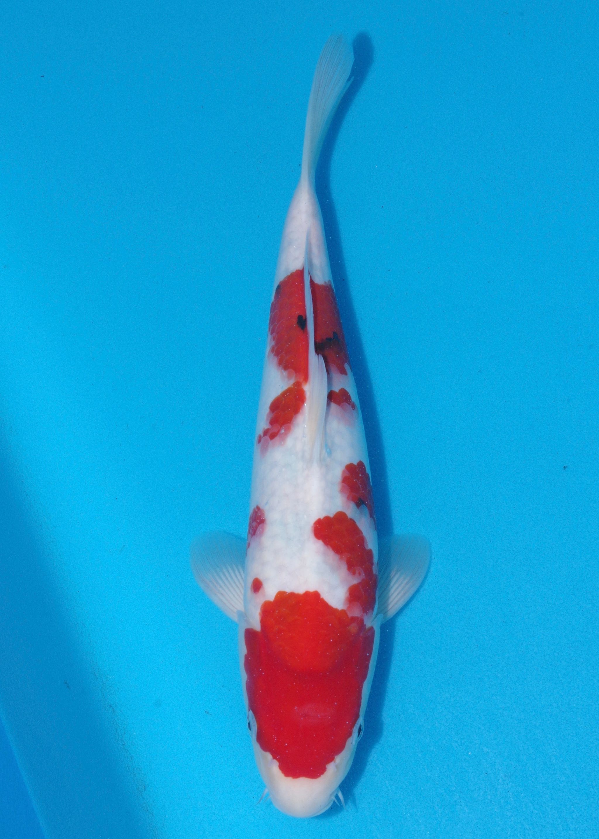 MARUDO SANKE VHQ MALE NISAI_0