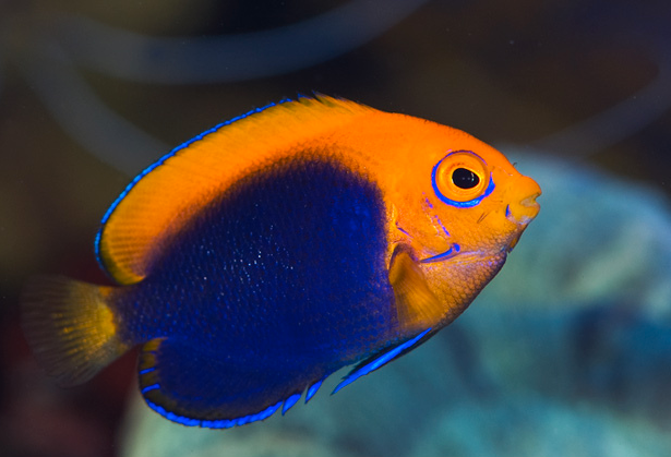 ANGELFISH AFRICAN PYGMY (CENTROPYGE ACANTHOPS)_0