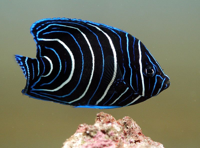 ANGELFISH KORAN (POMACANTHUS SEMICIRCULATUS) _0
