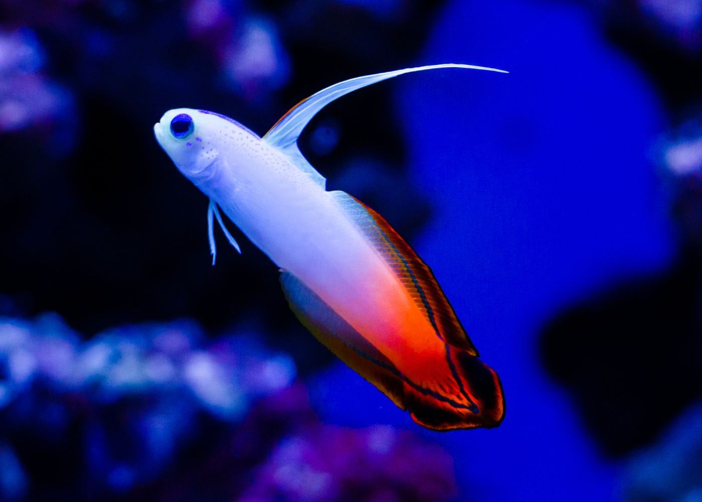 GOBY FIRE RED (NEMATELEOTRIS MAGNIFICA)_0