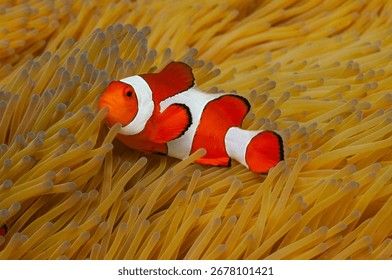 CLOWNFISH FALSE PERCULAR (AMPHIPRION OCELLARIS) _0
