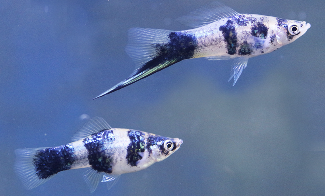 SWORDTAIL BLACK MARBLE_0