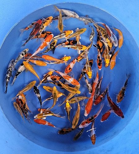 YAMANAKA MADORI MIX TOSAI_0