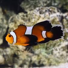 CLOWNFISH LONGFIN (AMPHIPRION OCELLARIS) - PAIR_0