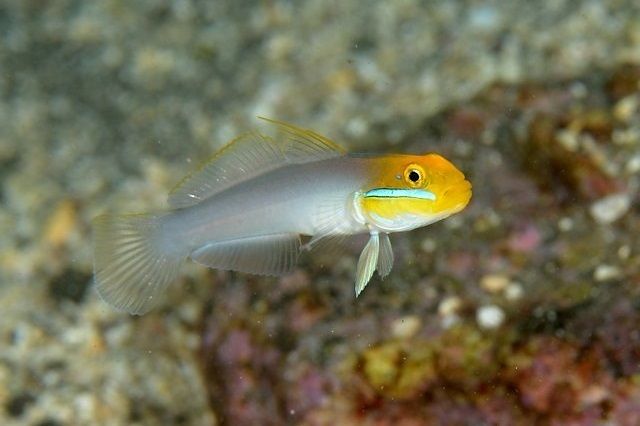 GOBY SAND MILK (VALENCIENNEA STRIGATA)_0