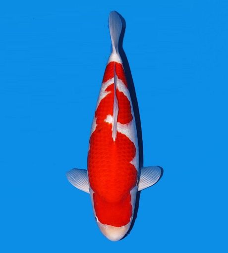 DAINICHI KOHAKU AC93-929 TOSAI_0