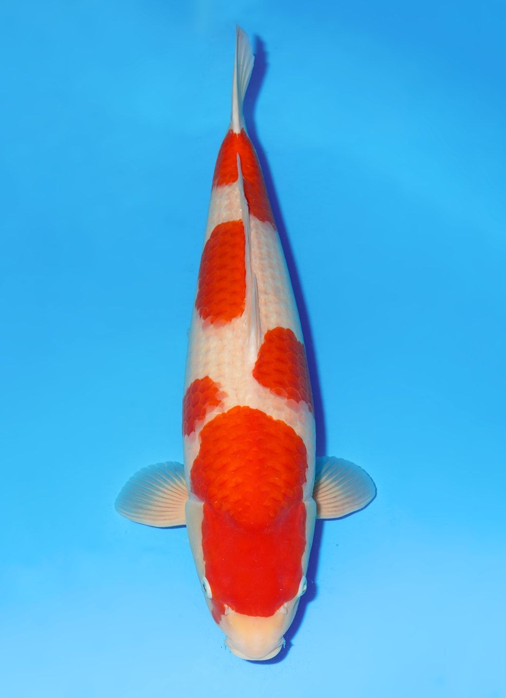 DAINICHI TOYOTA KOHAKU FEMALE NISAI_0