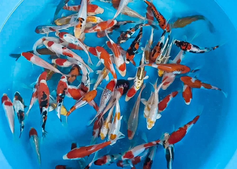 KODA MULTICOLOR MIX TOSAI_0