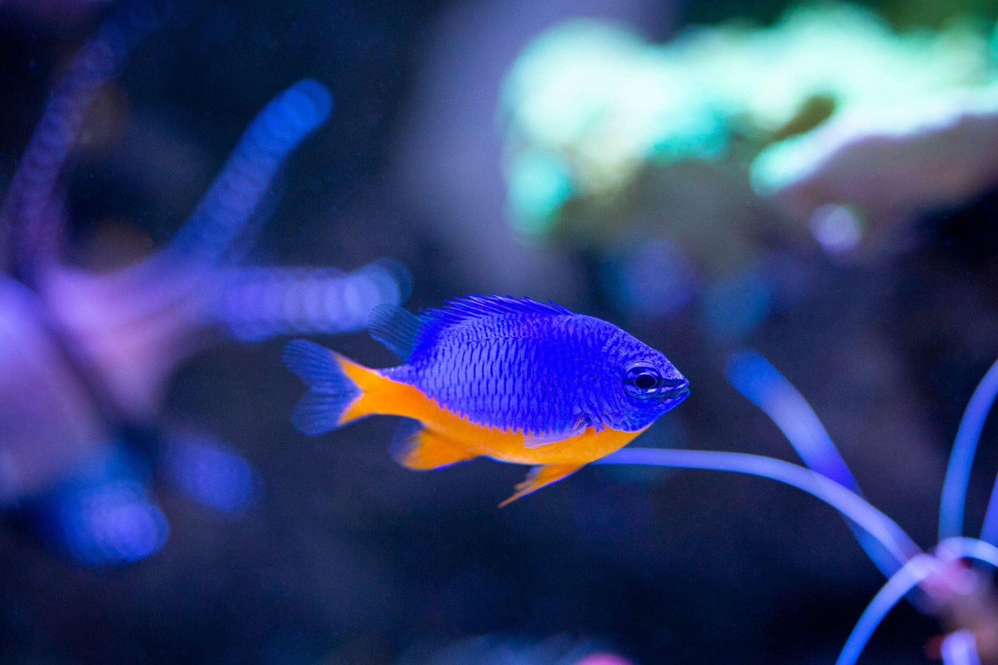 DAMSEL AZURE (CHRYSIPTERA HEMICYANEA)_0