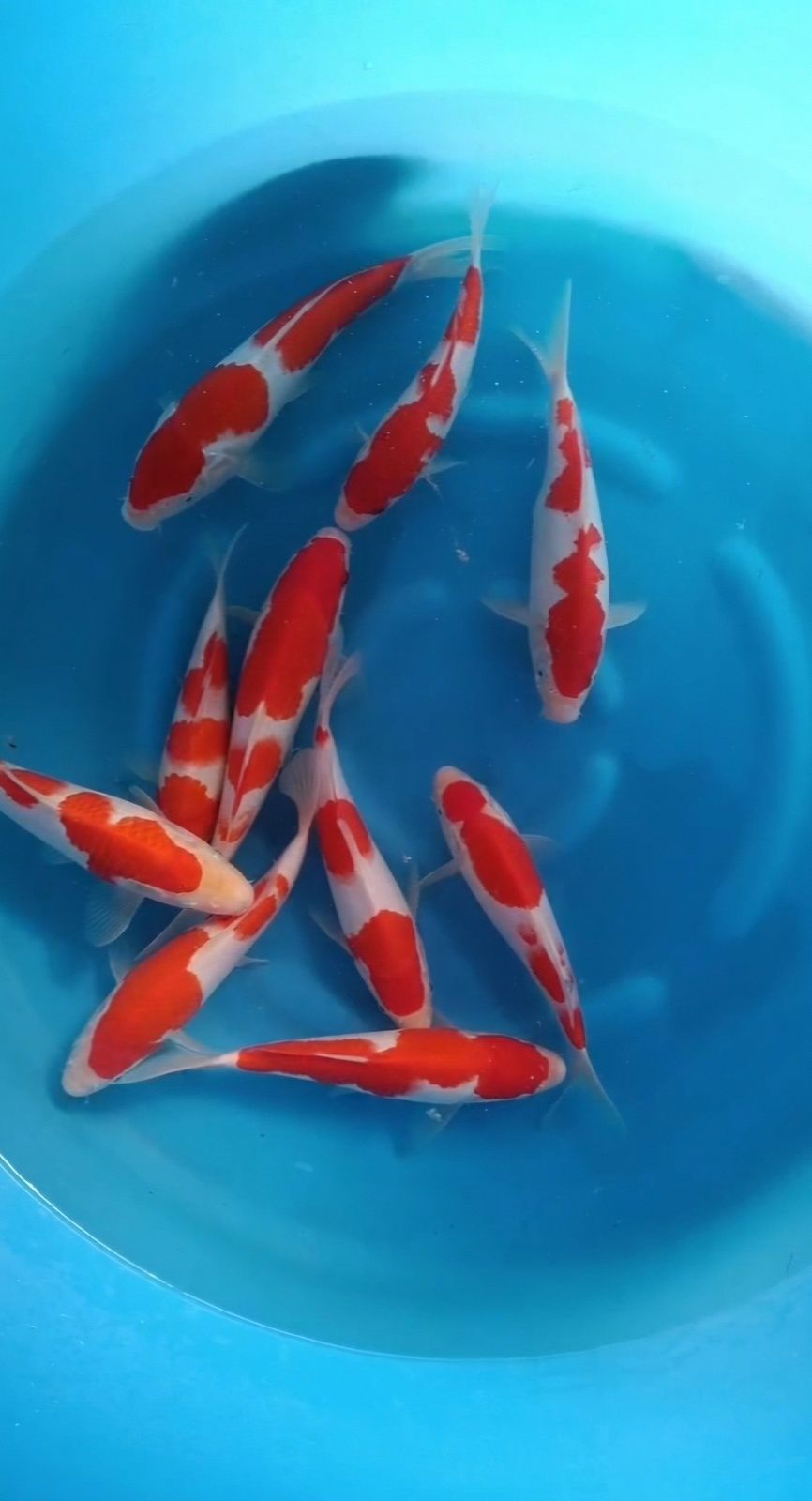 NND KOHAKU TATESHITA MIX TOSAI_0