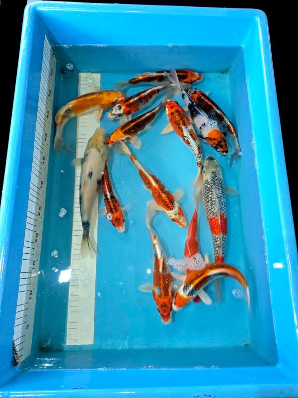 MARUDO KARASHI & GIN KARASHI MIX TOSAI_0