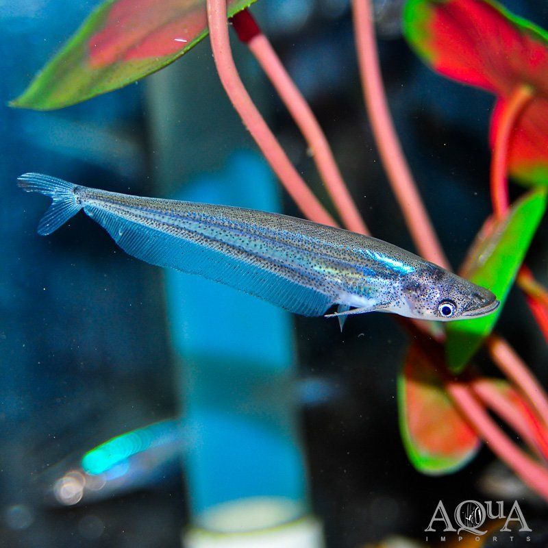 BLEEKERS SHEAT FISH_0