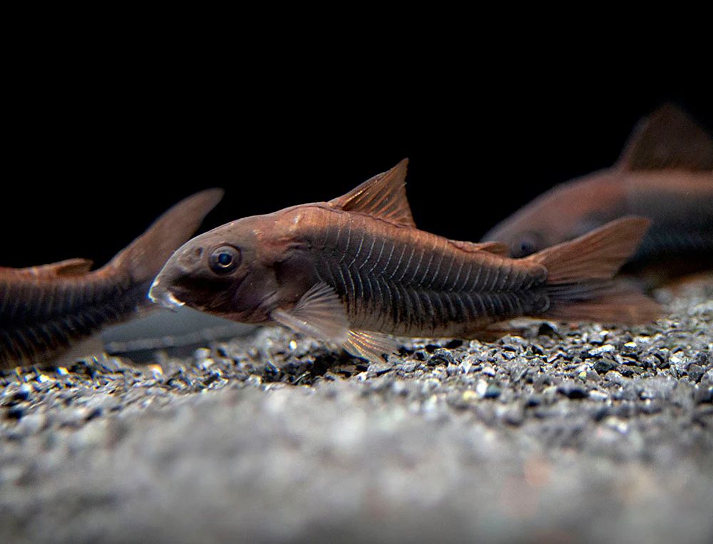 CORYDORAS BLACK VENEZUELA_0