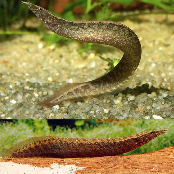 EEL SPINY_0