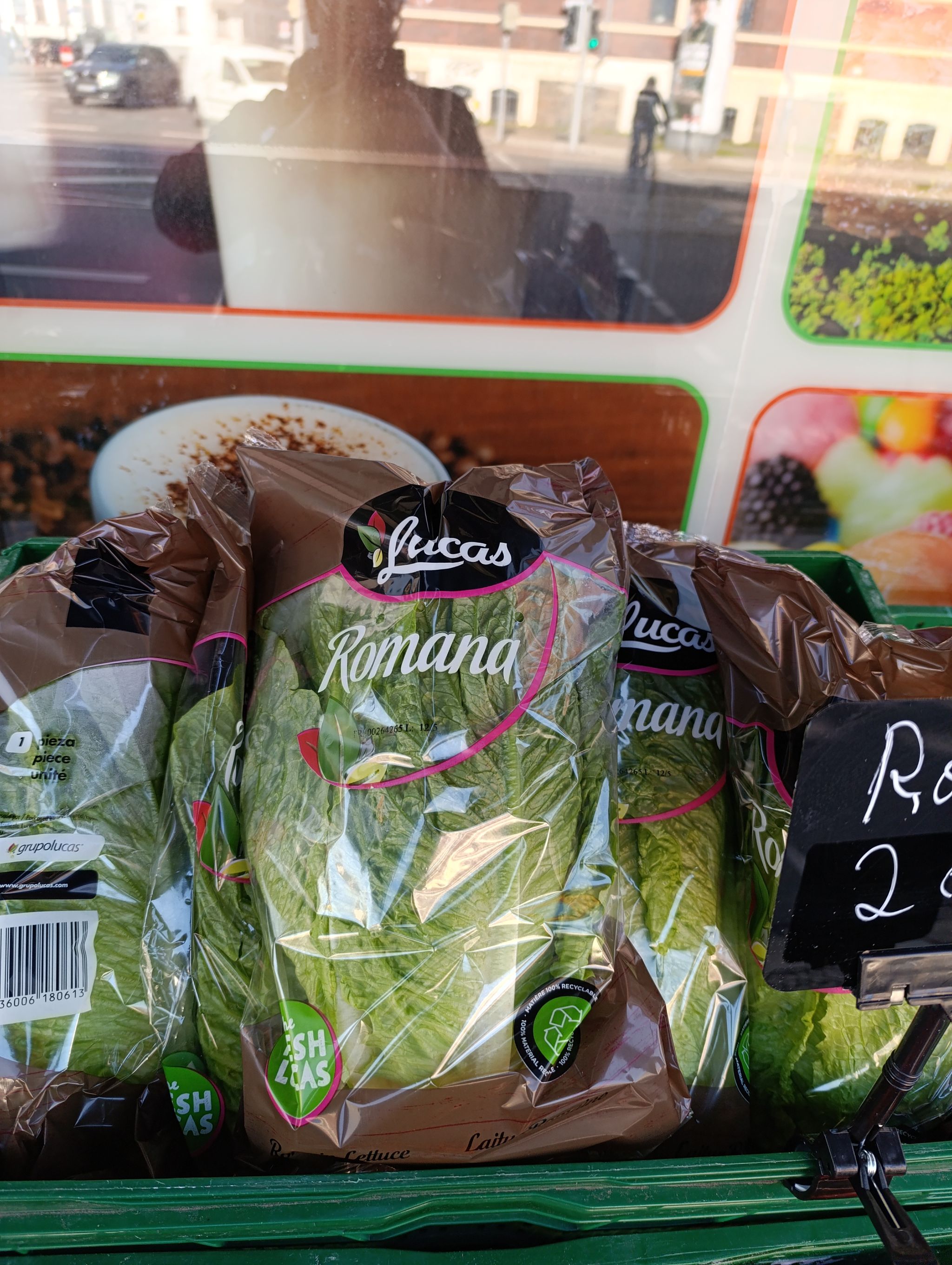 خس كبير | Romana Salat_0