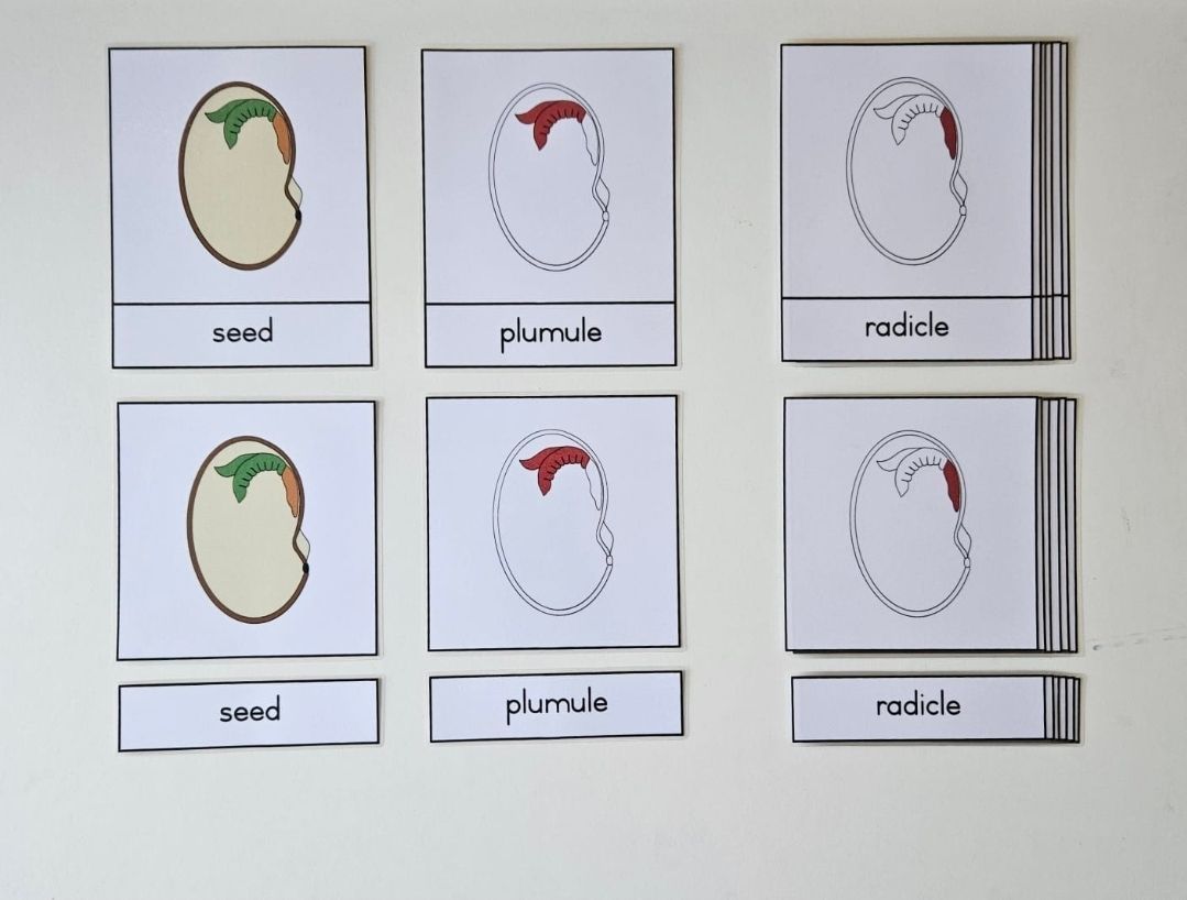 Parts of a seed nomenclature_0