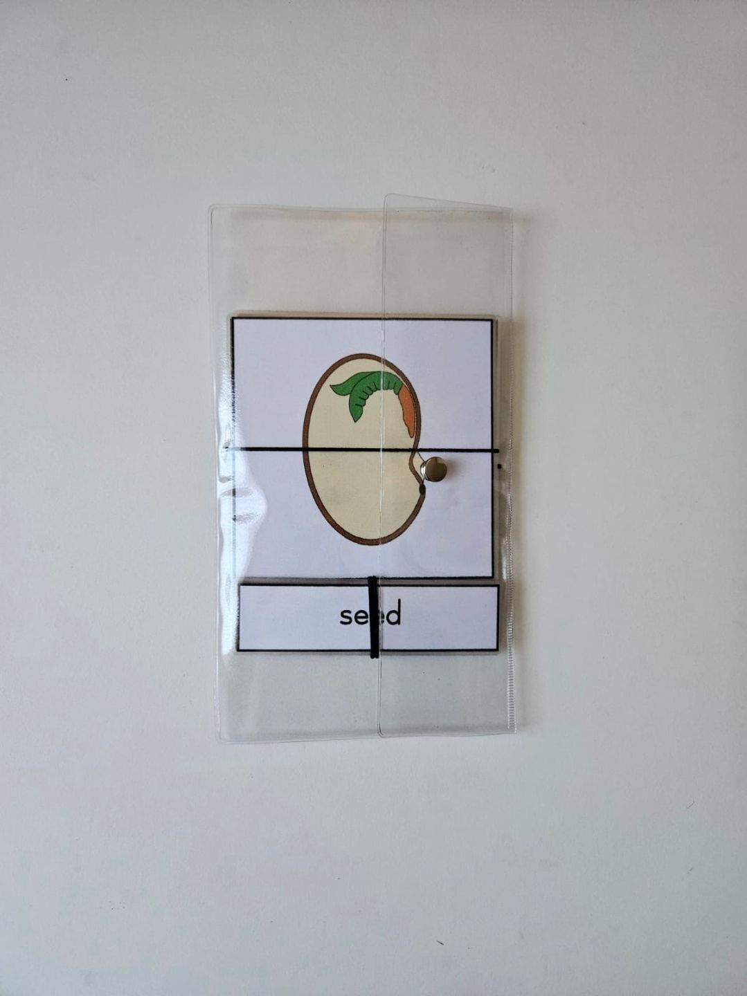 Parts of a seed nomenclature_1