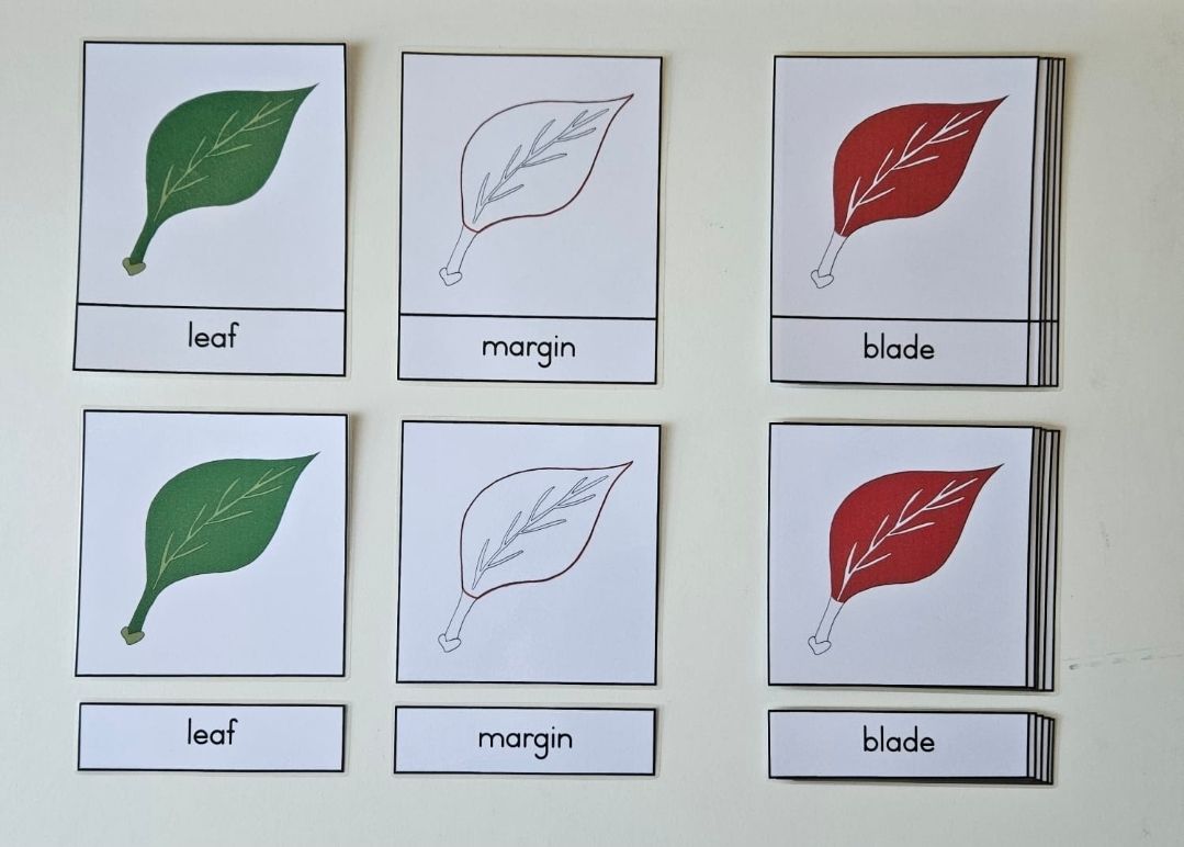 Parts of a leaf nomenclature_0