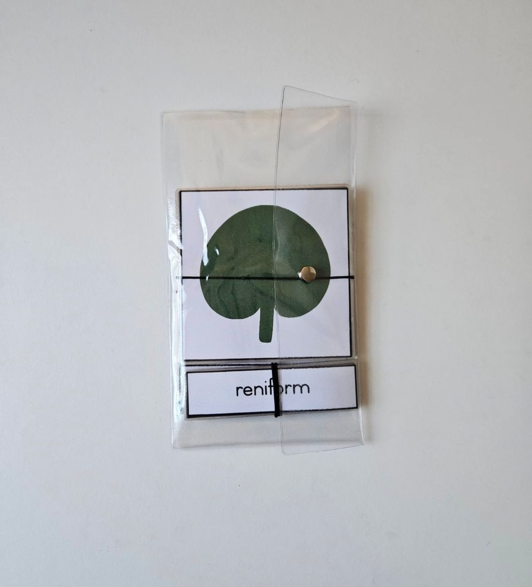 Leaf shapes nomenclature_1