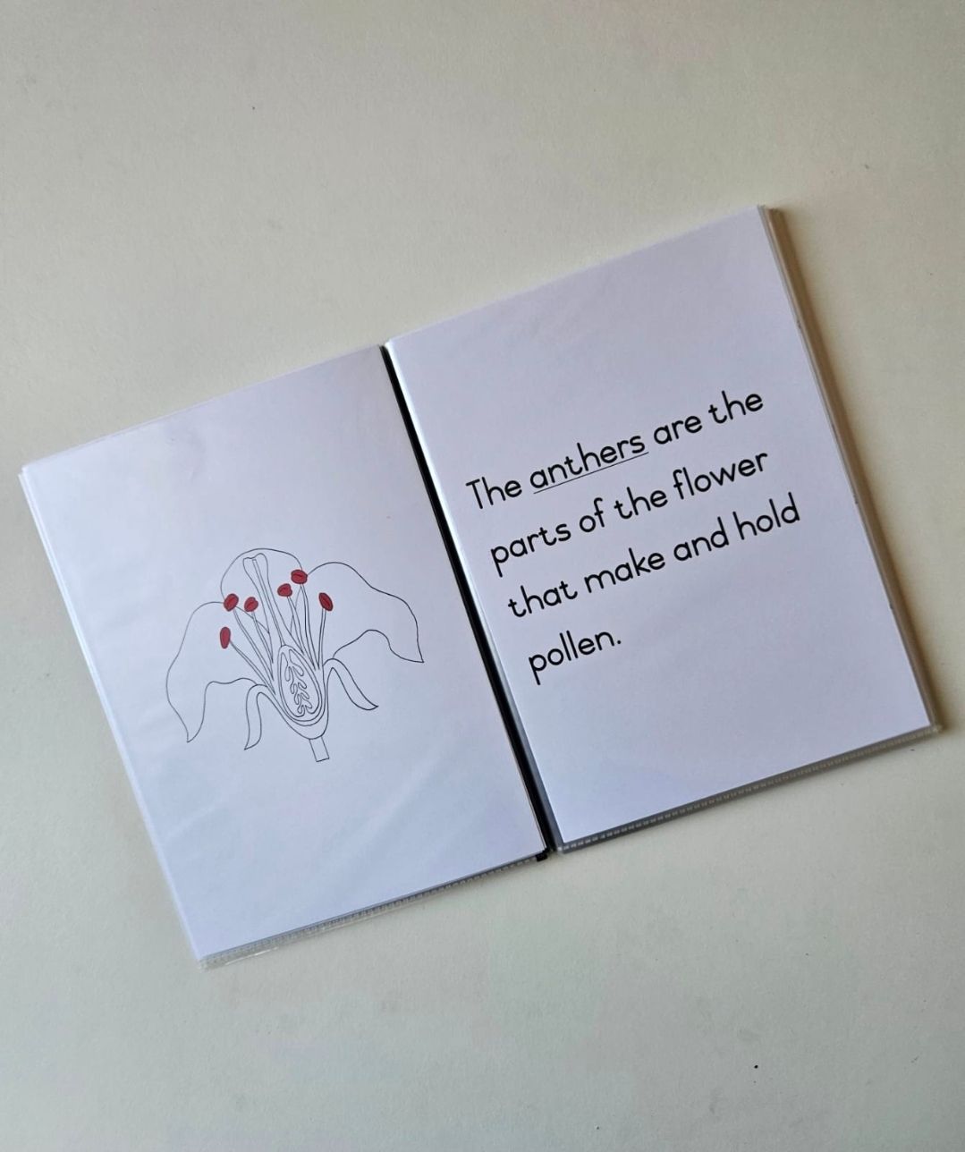 Parts of a flower definition booklet_1