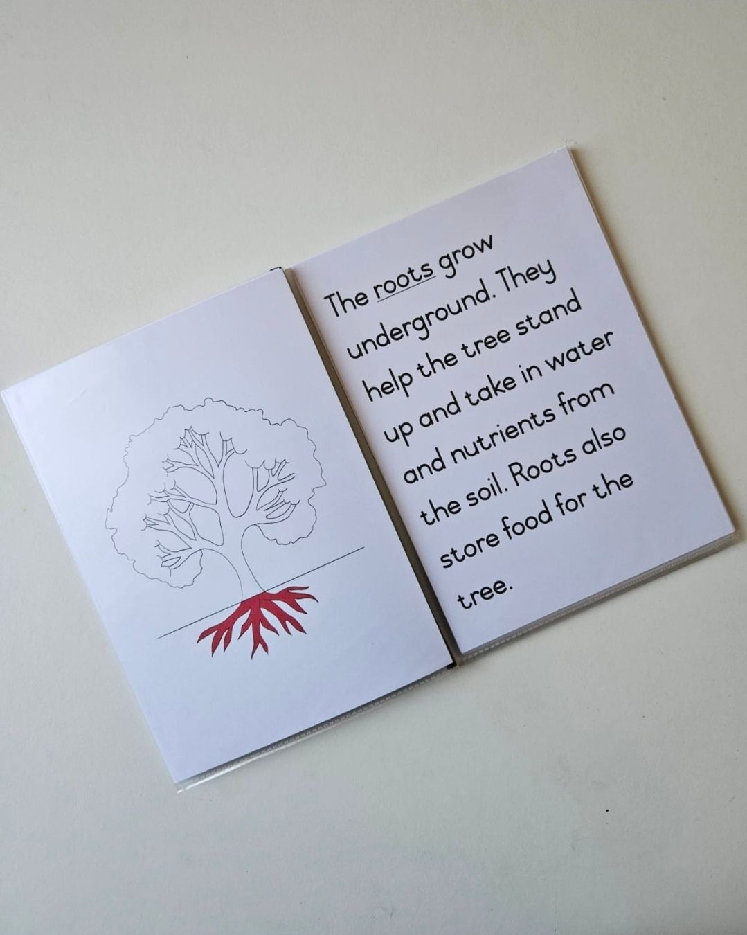 Parts of a tree definition booklet _1