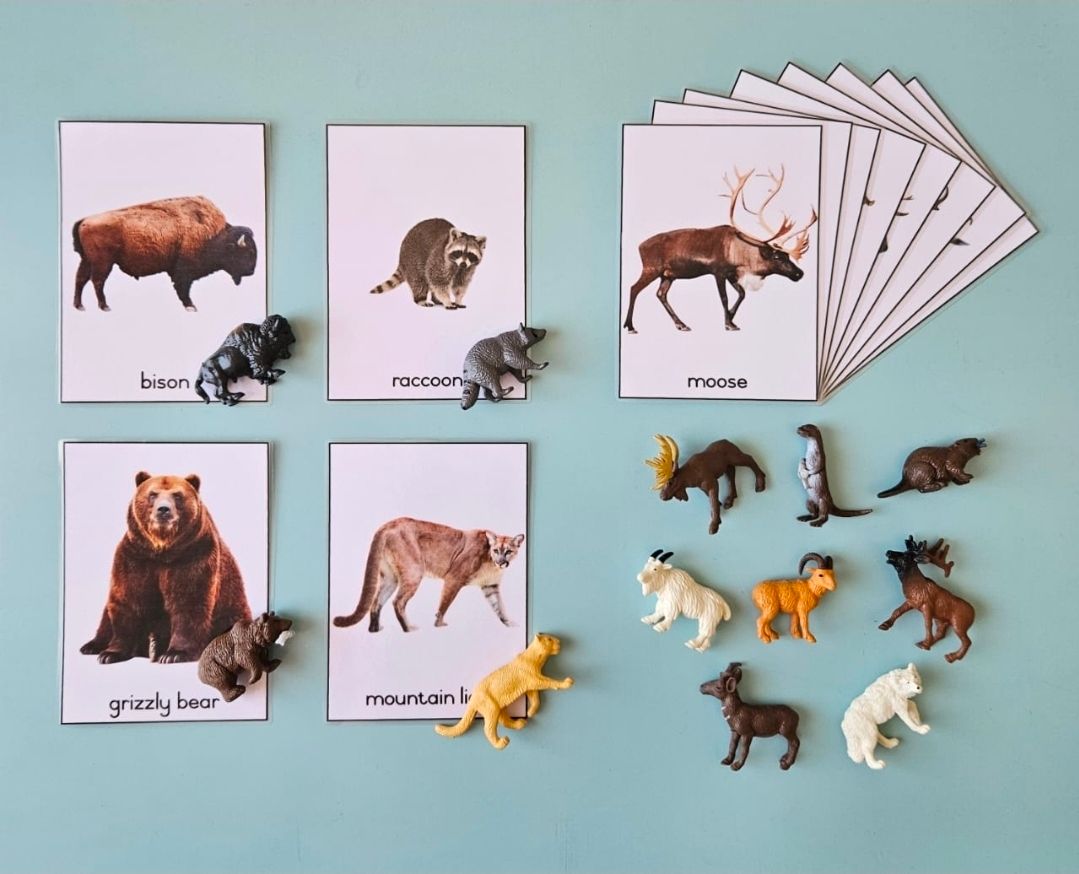 Object - Card Matching Set - North American Animals Set 1_0