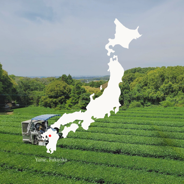 Special Selection Yame Matcha (30g)_2