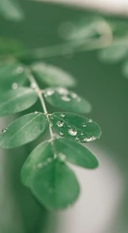 1 For 1 Special Bundle! Premium Moringa Leaves For Rabbits & Small Animals (35g + 35g)  (Copy)_3