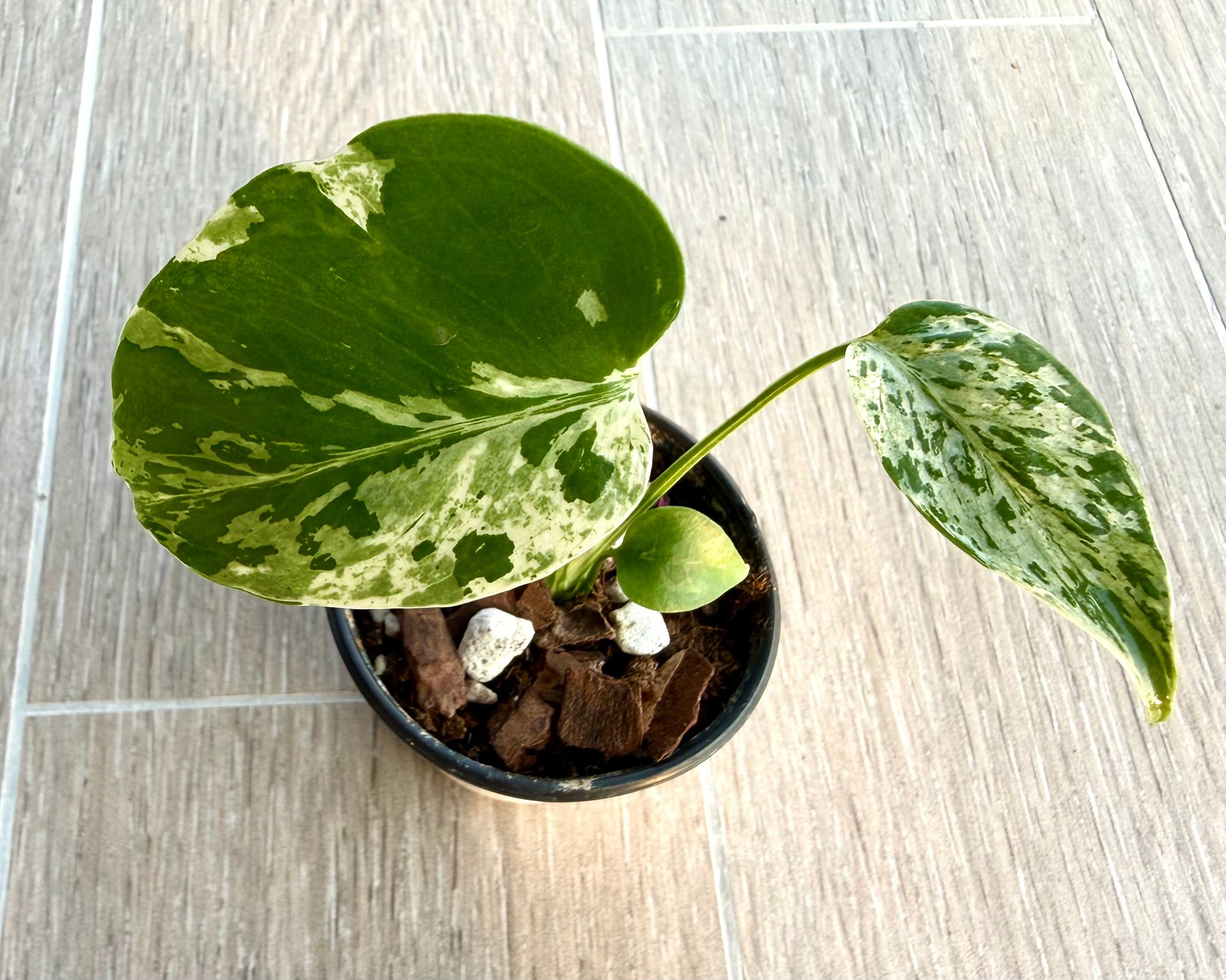 Monstera Bulbasaur_3