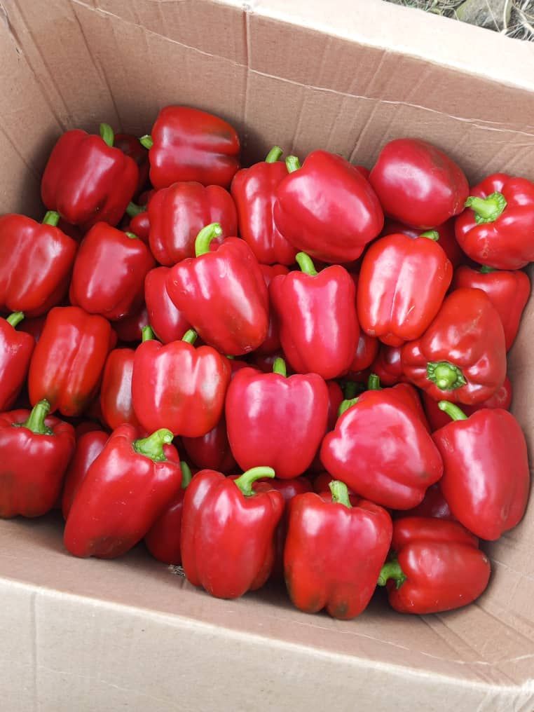 Red Bell Pepper_0