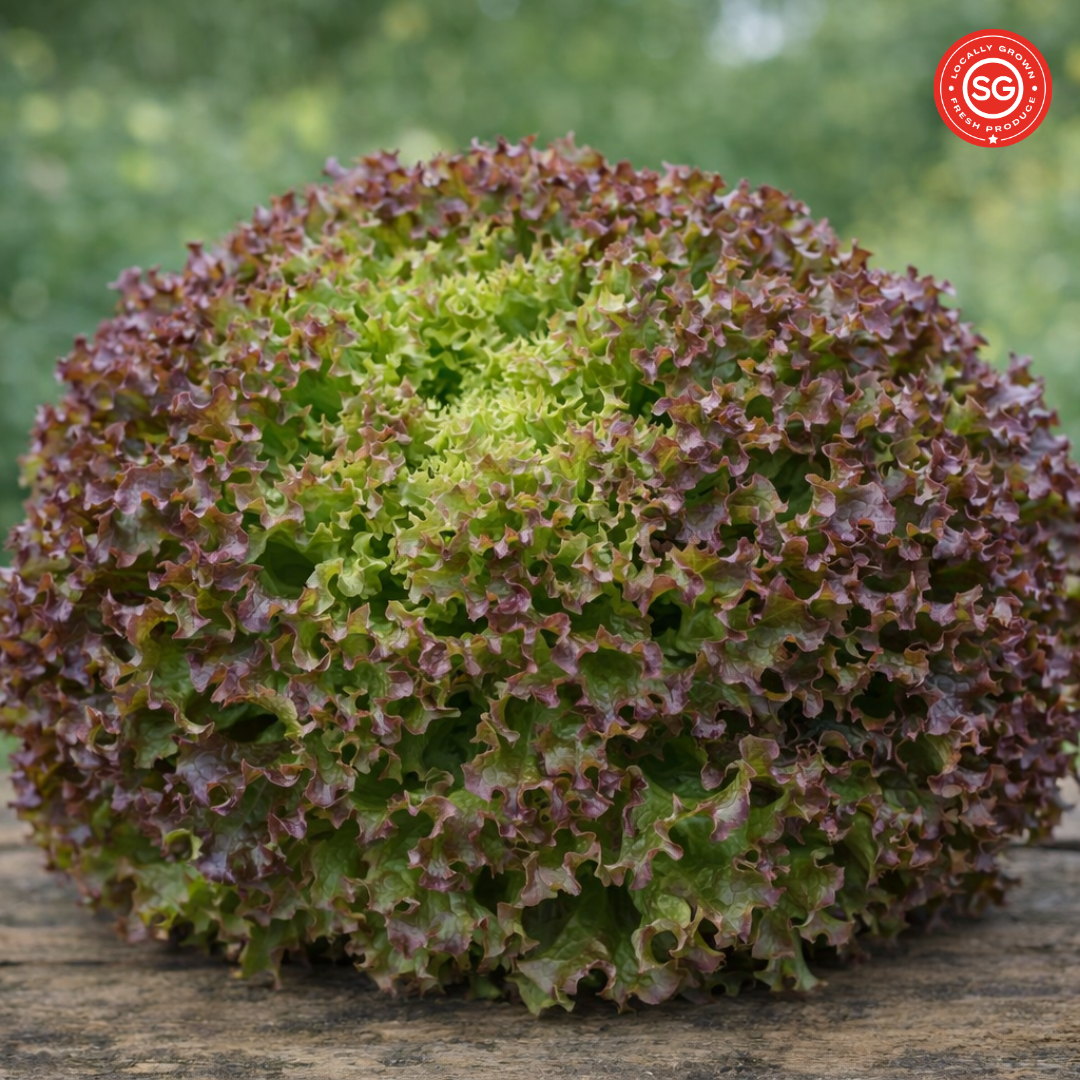 Lollo Rossa Lettuce (120g)_0