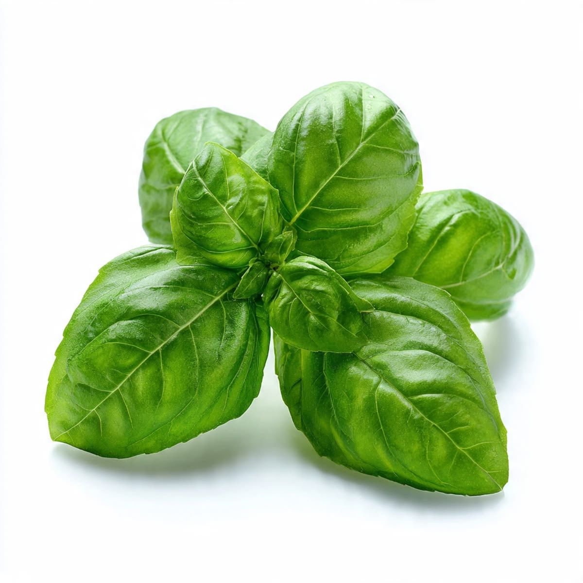 Fresh Basil _0
