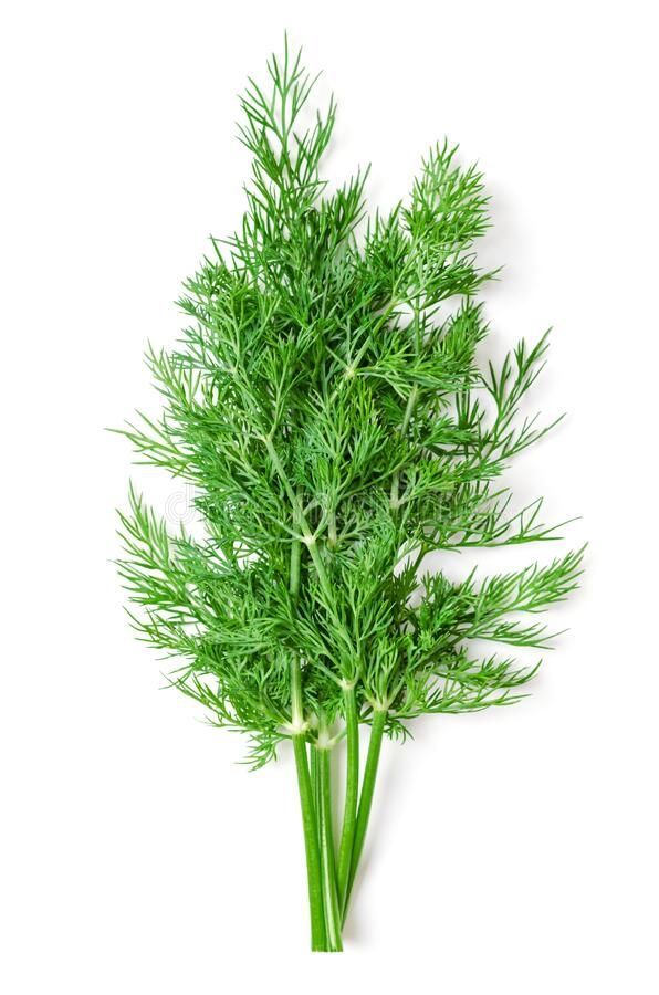 Fresh Dill _0