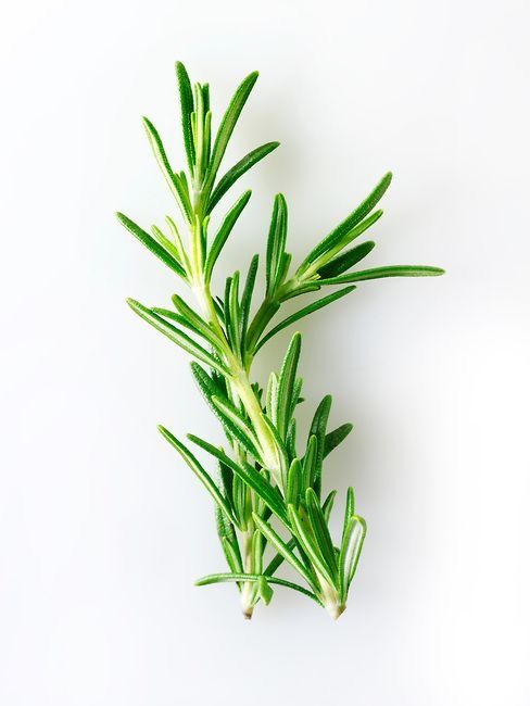 Rosemary Herbs _0