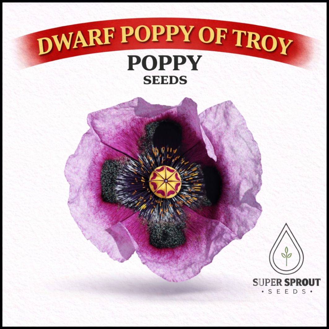 🌸POPPY OF TROY🌸 x 100+ seeds_0