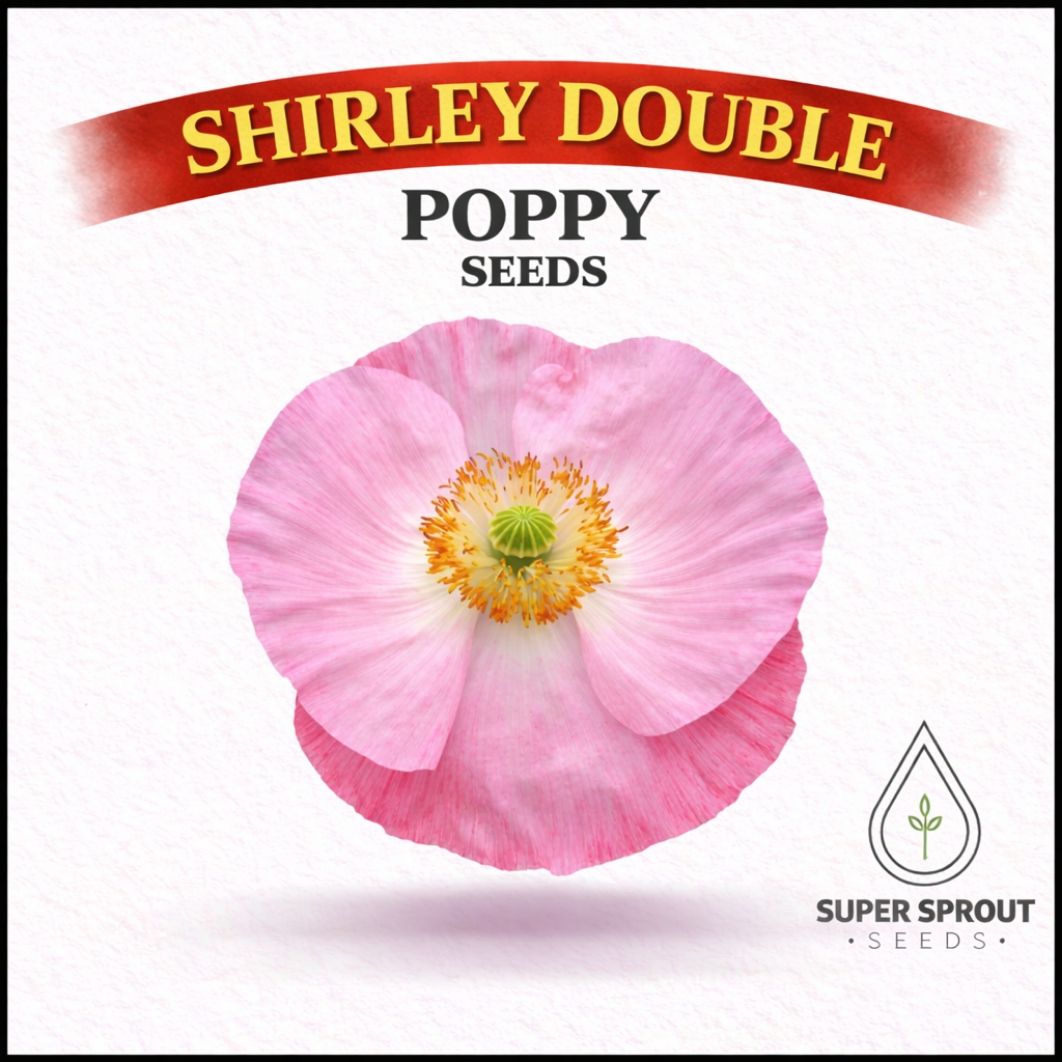 🌸SHIRLEY DOUBLE POPPY🌸 x 100+ seeds_0