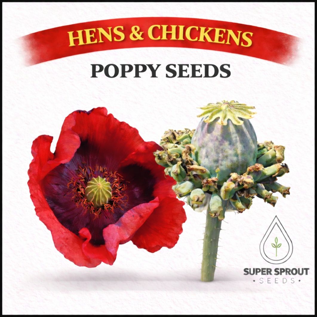Hen & chicken poppy x 100 seeds _0